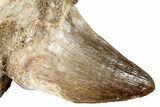 Mosasaur (Prognathodon) Tooth In Jaw Section #270573-1